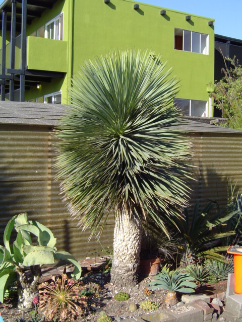 Yucca rostrata